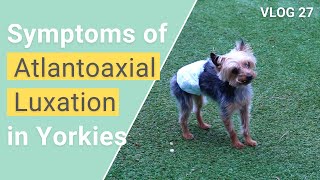 Symptoms of Atlantoaxial Instability in Yorkies  VLOG 27 [upl. by Neb]