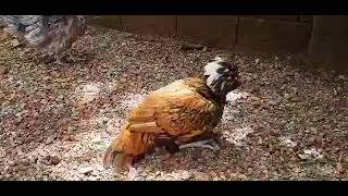 Exotic polish chicken Speciesanimallover [upl. by Ybrad]