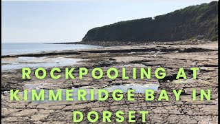 Rockpooling at Kimmeridge Bay in Dorset [upl. by Tenner]