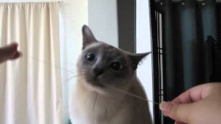 Tonkinese Cat Excited to Floss Her Teeth HD [upl. by Lorie]