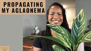 How to Propagate Aglaonemas  Propagating my Chinese Evergreen [upl. by Rozelle]