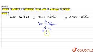 प्रकाश अभिक्रिया में स्वांगीकारी शक्ति ATP व NADPH का निर्माण होता है।  11  आदर्श प्रश्न पत्र [upl. by Airekal]