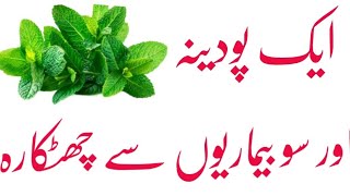 Spearmint tea benefits in urdu hindi  Mantasha tv [upl. by Yorled]