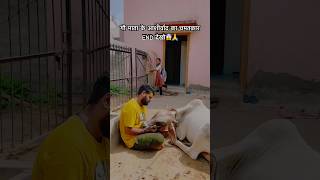 गौ माता के आशीर्वाद का चमतकार END देखो😱🙏cow cows cowvideos youtubeshorts cowstory girl yt [upl. by Wallford102]