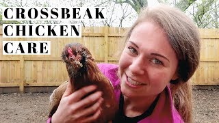 Why Crossbeak Chickens are HIGHLY VALUABLE to Every Flock [upl. by Ynehpets]