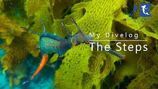 My Divelog  The Steps Kurnell NSW Weedy Seadragon  Sydney Diving [upl. by Havens]