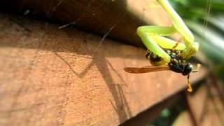 Praying Mantis vs Wasp [upl. by Autrey]