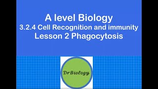 Lesson 2 Phagocytosis Alevel Biology [upl. by Sidran980]