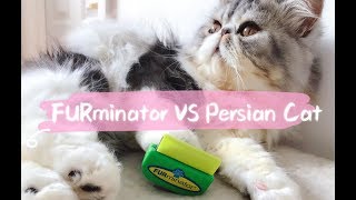 FURminator VS Persian Cat  Long Coat Cat Grooming Routine [upl. by Det841]