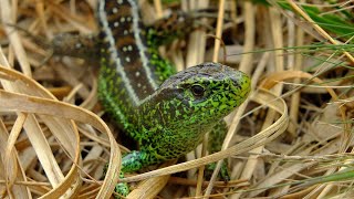 Sand Lizard Lacerta agilis Film [upl. by Huda]