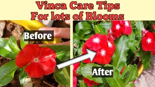 🔴 How to grow vinca  vinca care tips [upl. by Yevol]