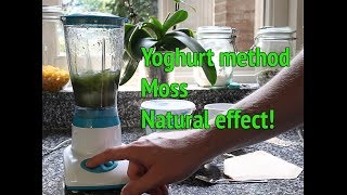 Dry Start Method Aquarium  How to grow aquarium moss [upl. by Nevaj33]