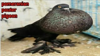 Quality pomeranian pouter pigeons loft Gujarat chhapi pouterpigeon fancypigeon [upl. by Nosyarg961]