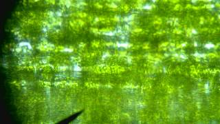 Elodea cells in an hypotonic environment [upl. by Klump]