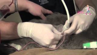 How to perform a thoracocentesis in a cat  VETgirl Veterinary CE Videos [upl. by Nilra]