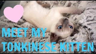 MEET MY TONKINESE KITTEN [upl. by Imerej]