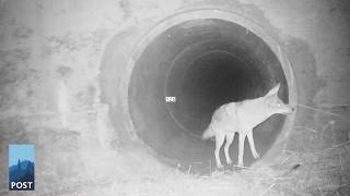 Coyote and Badger Playing Together  California Wildlife Camera Footage [upl. by Cathleen342]