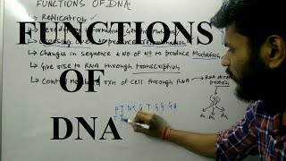 Functions of DNA  Molecular Basis of Inheritance [upl. by Narmi]