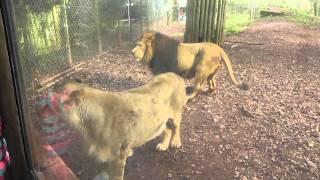 Asiatic Lions Paignton Zoo Environmental Park 20th January 2012 [upl. by Yelrac]