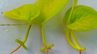 How to grow Pothos Neon pothos propagation from cuttigs How to propagate Neon Pothos from cuttings [upl. by Aidua]