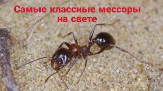 Самые крутые мессоры для всех киперов [upl. by Arolf]