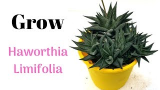 Grow Haworthia Limifolia  Grow From Pups [upl. by Fiel891]