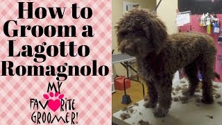 Grooming a Lagotto Romagnolo [upl. by Lucas586]