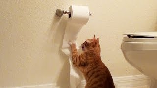 Cute Kitten DESTROYS Toilet Paper [upl. by Dora]