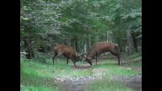 COMBAT DE CERFS EN FORET [upl. by Berck397]