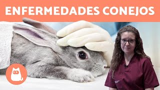 Las ENFERMEDADES de los conejos MÁS COMUNES 🐰 [upl. by Lesoj]