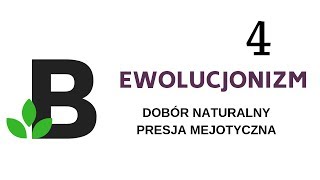 czym jest DOBÓR NATURALNY i PRESJA MEJOTYCZNA ewolucjonizm  KOREPETYCJE z BIOLOGII  182 [upl. by Ire916]