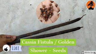 How to identify the seeds of Cassia Fistula  Golden Shower  Amaltas [upl. by Ezalb466]