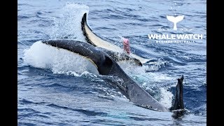 Orca Mating in the Bremer Canyon [upl. by Odel]