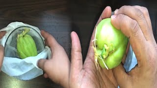 How to grow chayote from store bought chayote [upl. by Johnathan]