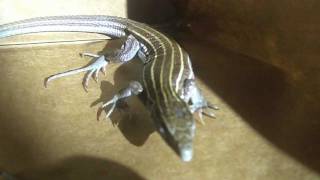 A Visit from the State Reptile of New Mexico [upl. by Aifas]