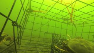 Belcarra Crabbing Underwater View [upl. by Donn]