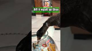 Baby Duck कब्र से जिंदा होते ही मछली टैंक की मछली खा गया 😞 birds ytshortsindia jerry shorts [upl. by Eirlav]