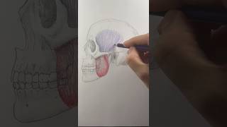 Drawing anatomy the temporalis muscle is need to close your mouth 😶 [upl. by Quickman]