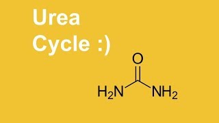 Urea Cycle  easy learning [upl. by Adiazteb]