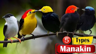 Top 5 Different Types of Manakin Birds [upl. by Seuguh]