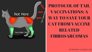 Tail Vaccination Protocol Saving Your Cat From The Effects Of Vaccine Related Fribrosarcoma [upl. by Noreh]