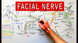 Facial nerve  Origin Function Pathway amp Branches  Anatomy Tutorial [upl. by Teferi]