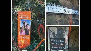 TARONGA ZOO WALKTHROUGH  SYDNEY  NSW  AUSTRALIA [upl. by Jammie]