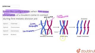 Crosslike configurations when nonsister chromatids of a bivalent come in contact during [upl. by Ahsatan998]