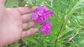 Brumarele Phlox paniculata ingrijire cultivare intretinere [upl. by Zink217]