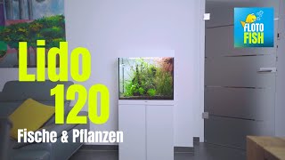 Ein Naturaquarium im Lido 120  Fische amp Pflanzen  cinematic [upl. by Nospmas]