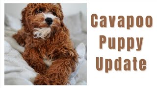 Our Adorable Cavapoo Puppy at 6 Months Old [upl. by Golding]