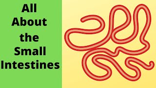 All about the small intestine [upl. by Isador]