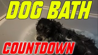 Dog Bath and The Final Countdown [upl. by Gow108]