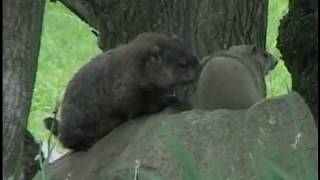 GROUNDHOGS Male Juvenile Baby Interactions [upl. by Laroc277]